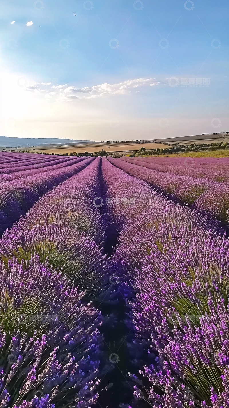 高清大图下载【趣麦麦图】薰衣草田园风景