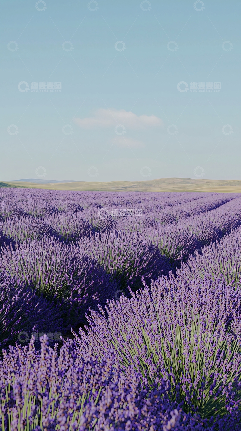高清大图下载【趣麦麦图】薰衣草田