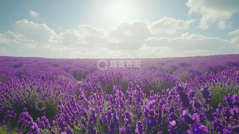 高清大图下载【趣麦麦图】阳光下的薰衣草田