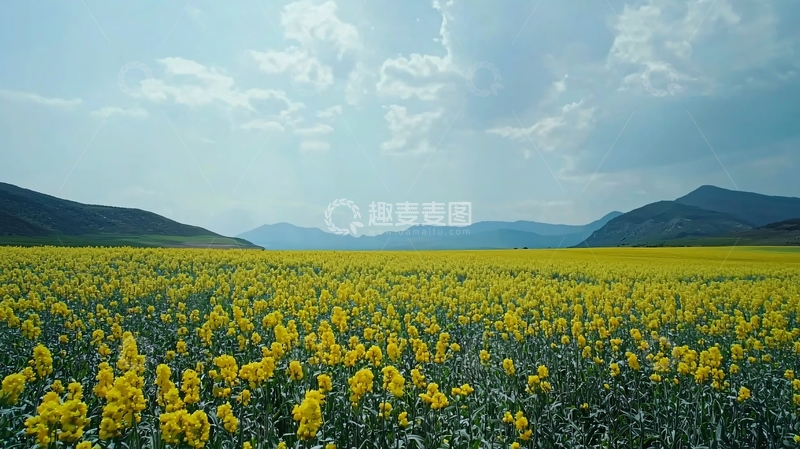高清大图下载【趣麦麦图】油菜花田