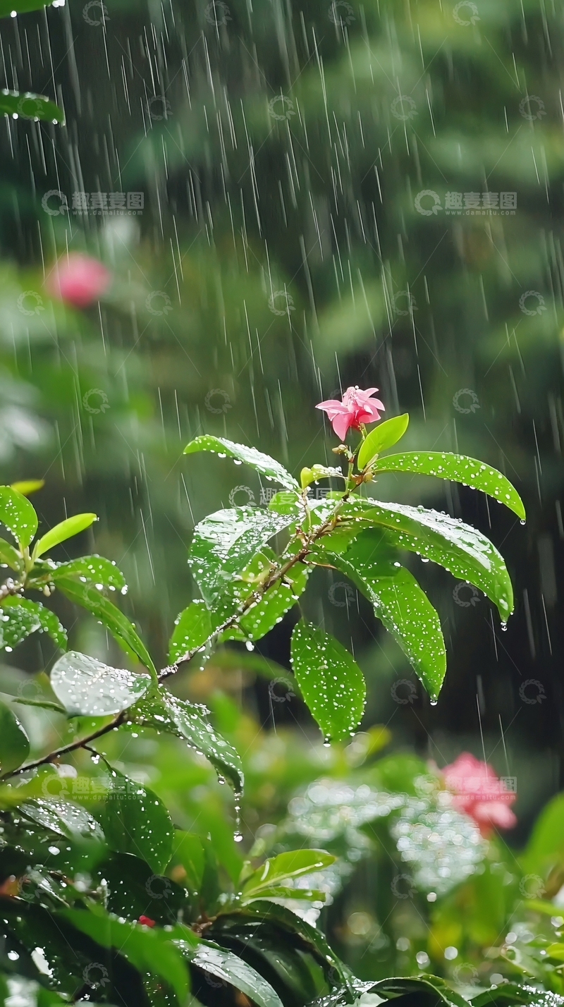 高清大图下载【趣麦麦图】雨中粉红小花