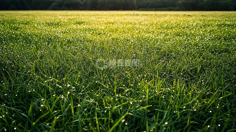 高清大图下载【趣麦麦图】清晨阳光下的露珠草地