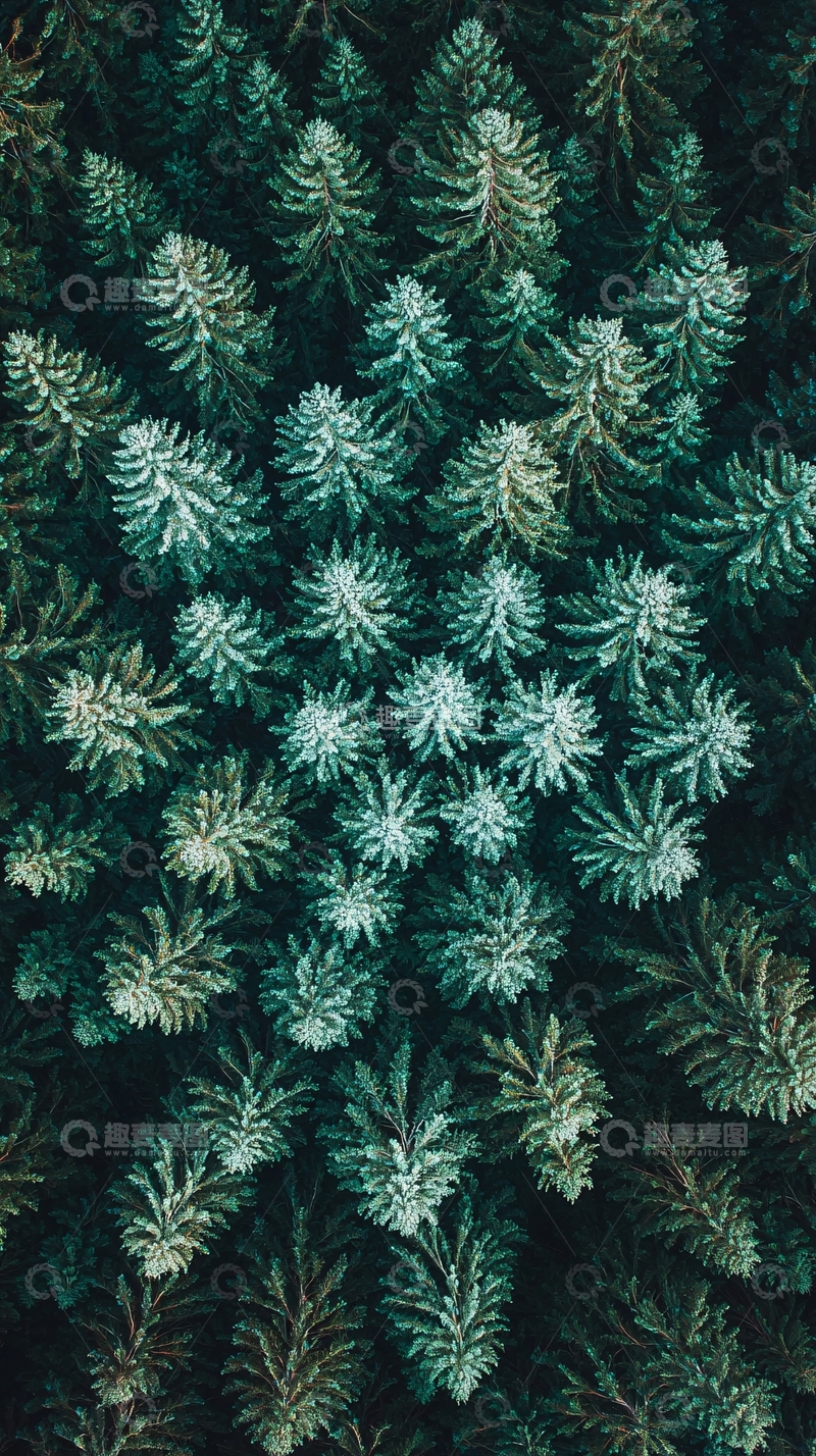 高清大图下载【趣麦麦图】森林鸟瞰图