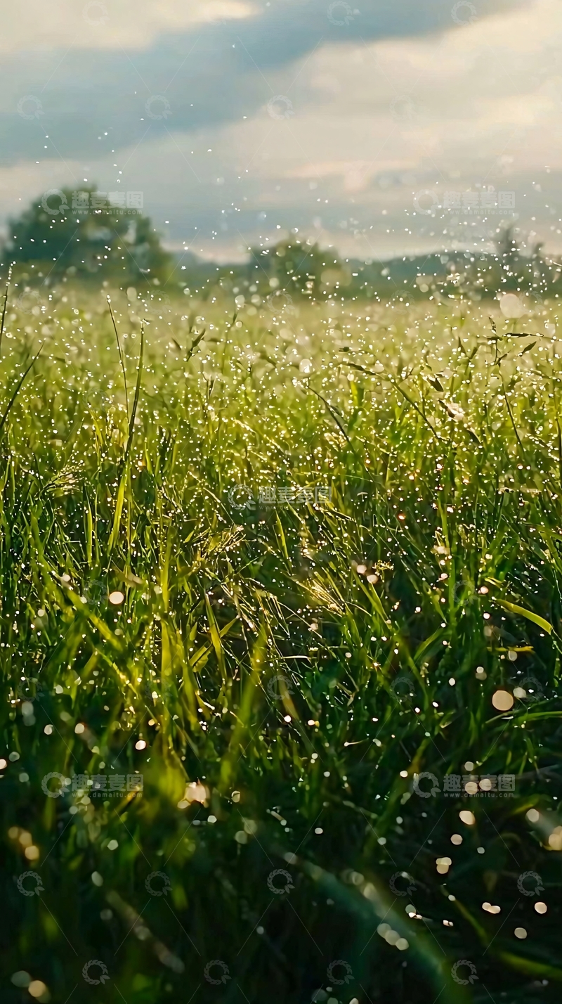 高清大图下载【趣麦麦图】雨后阳光下的绿草地