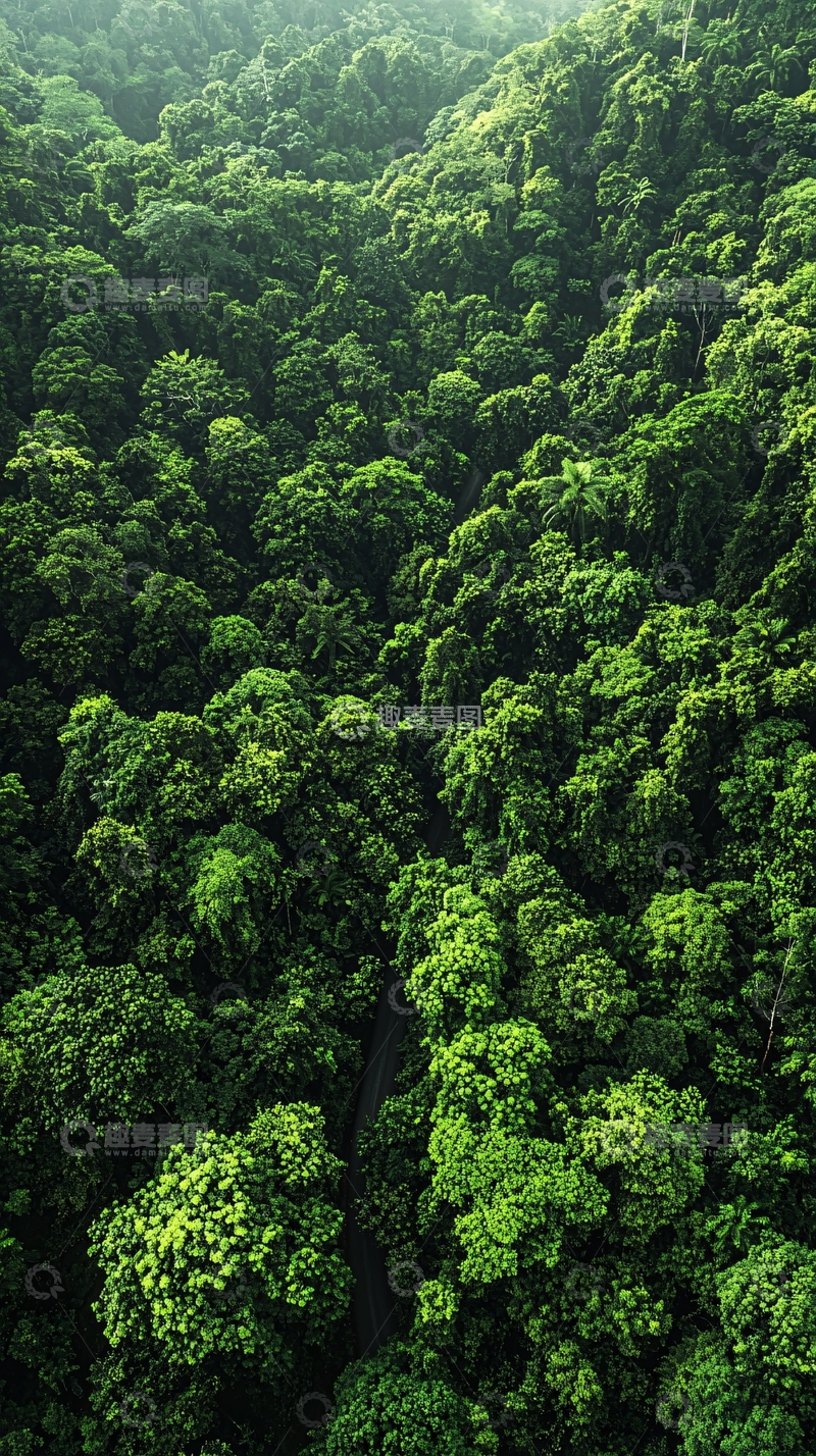 高清大图下载【趣麦麦图】葱郁森林的鸟瞰图