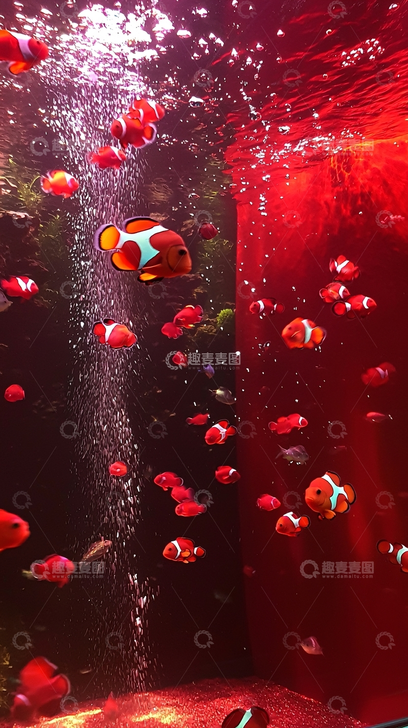 高清大图下载【趣麦麦图】红色背景下的小丑鱼群