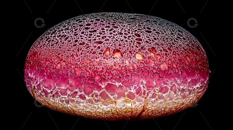 高清大图下载【趣麦麦图】红紫相间的菌类特写