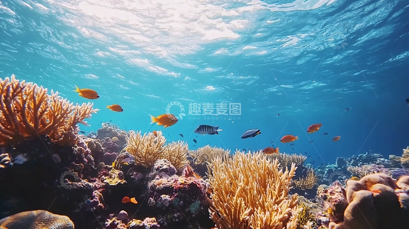 高清大图下载【趣麦麦图】阳光透过海水照射珊瑚礁