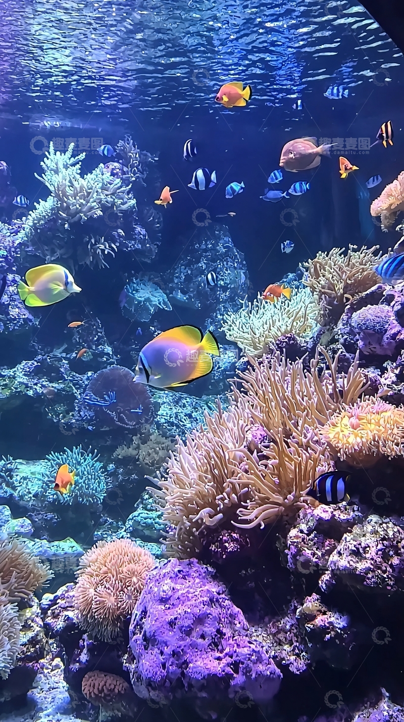 高清大图下载【趣麦麦图】绚丽多彩的珊瑚礁鱼群