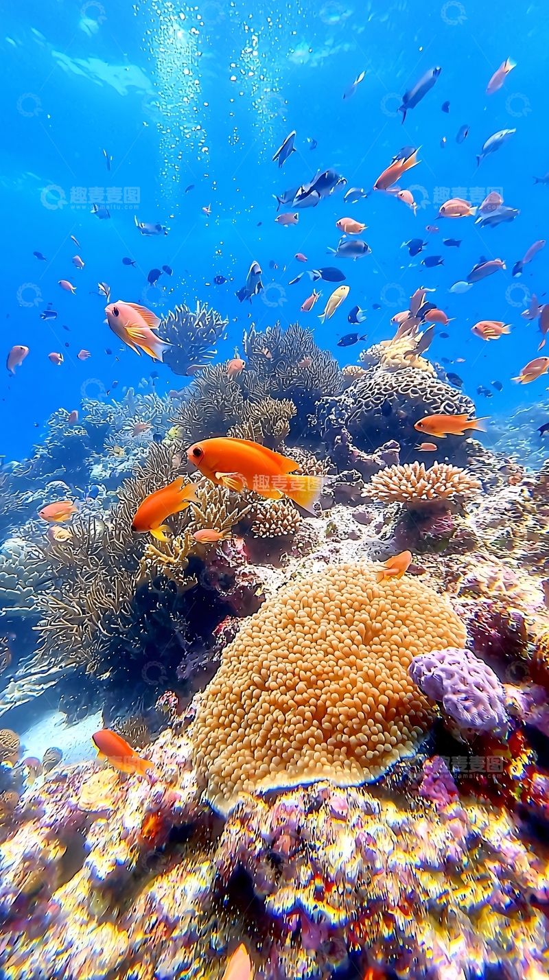 高清大图下载【趣麦麦图】珊瑚礁鱼群高清图片