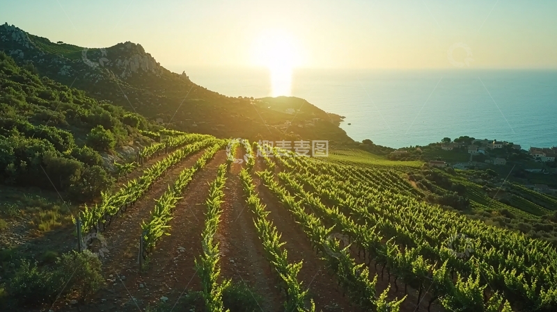 高清大图下载【趣麦麦图】阳光普照下的葡萄园