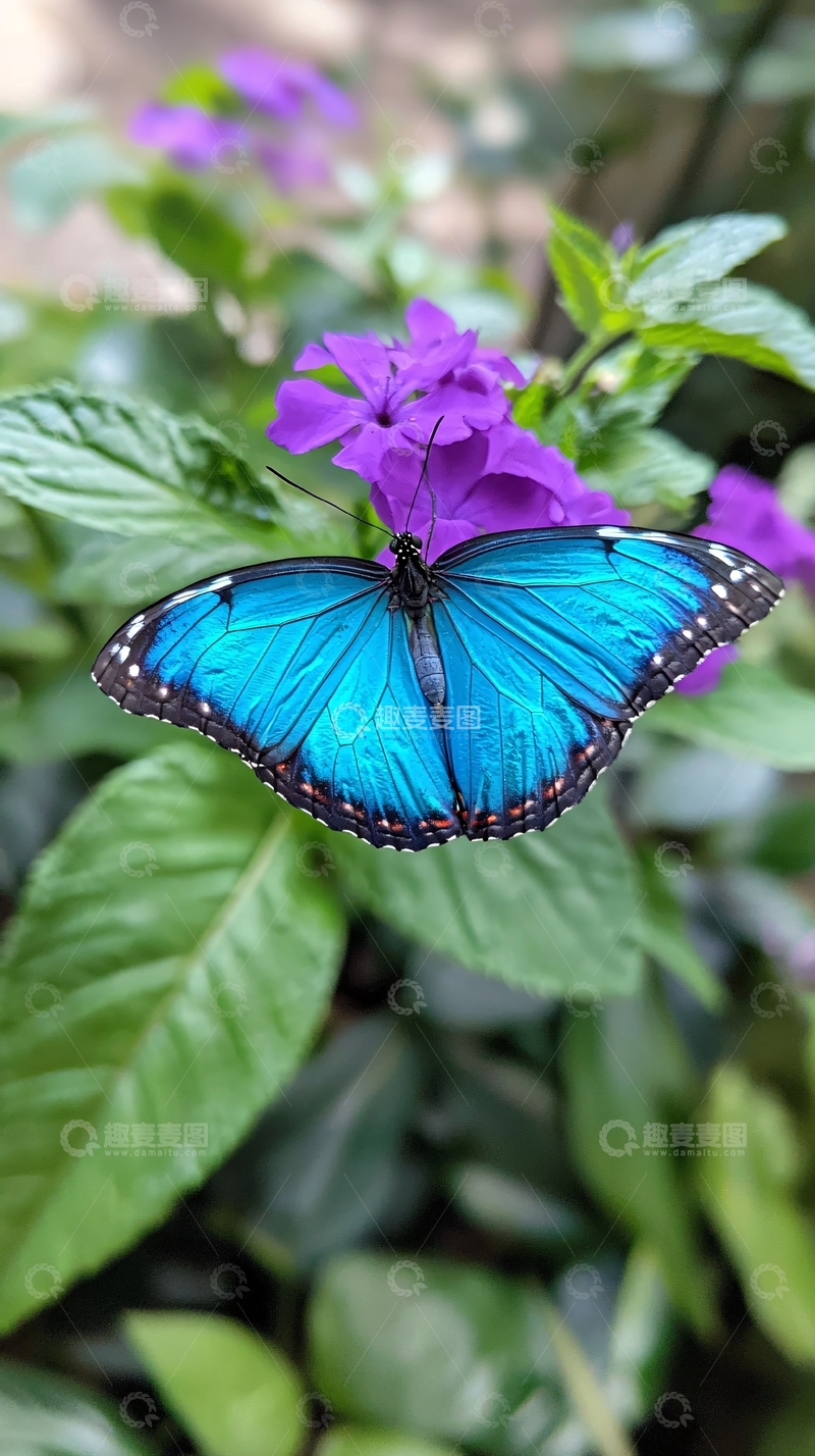高清大图下载【趣麦麦图】蓝色蝴蝶