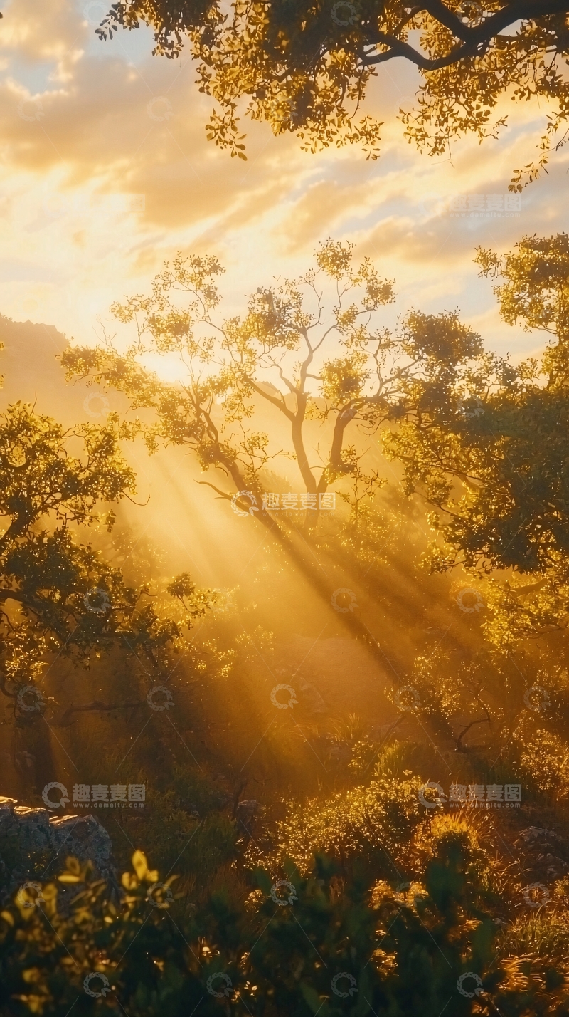 高清大图下载【趣麦麦图】夕阳西下树林光线