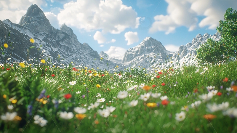 高山草甸鲜花盛开