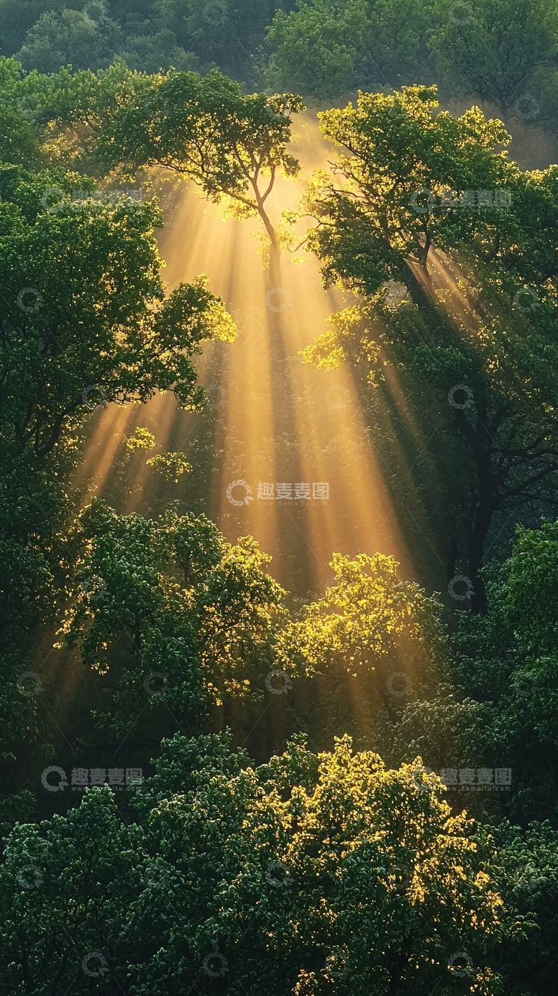 高清大图下载【趣麦麦图】阳光穿过树林