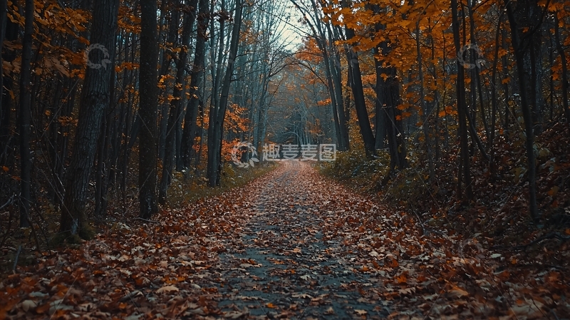 高清大图下载【趣麦麦图】秋日森林小路