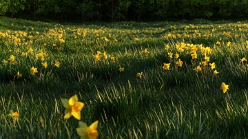 春日田野里的黄水仙花田