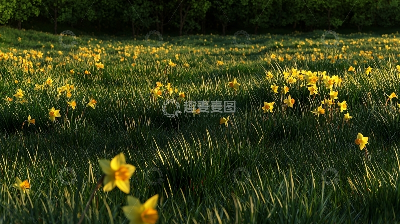 高清大图下载【趣麦麦图】春日田野里的黄水仙花田
