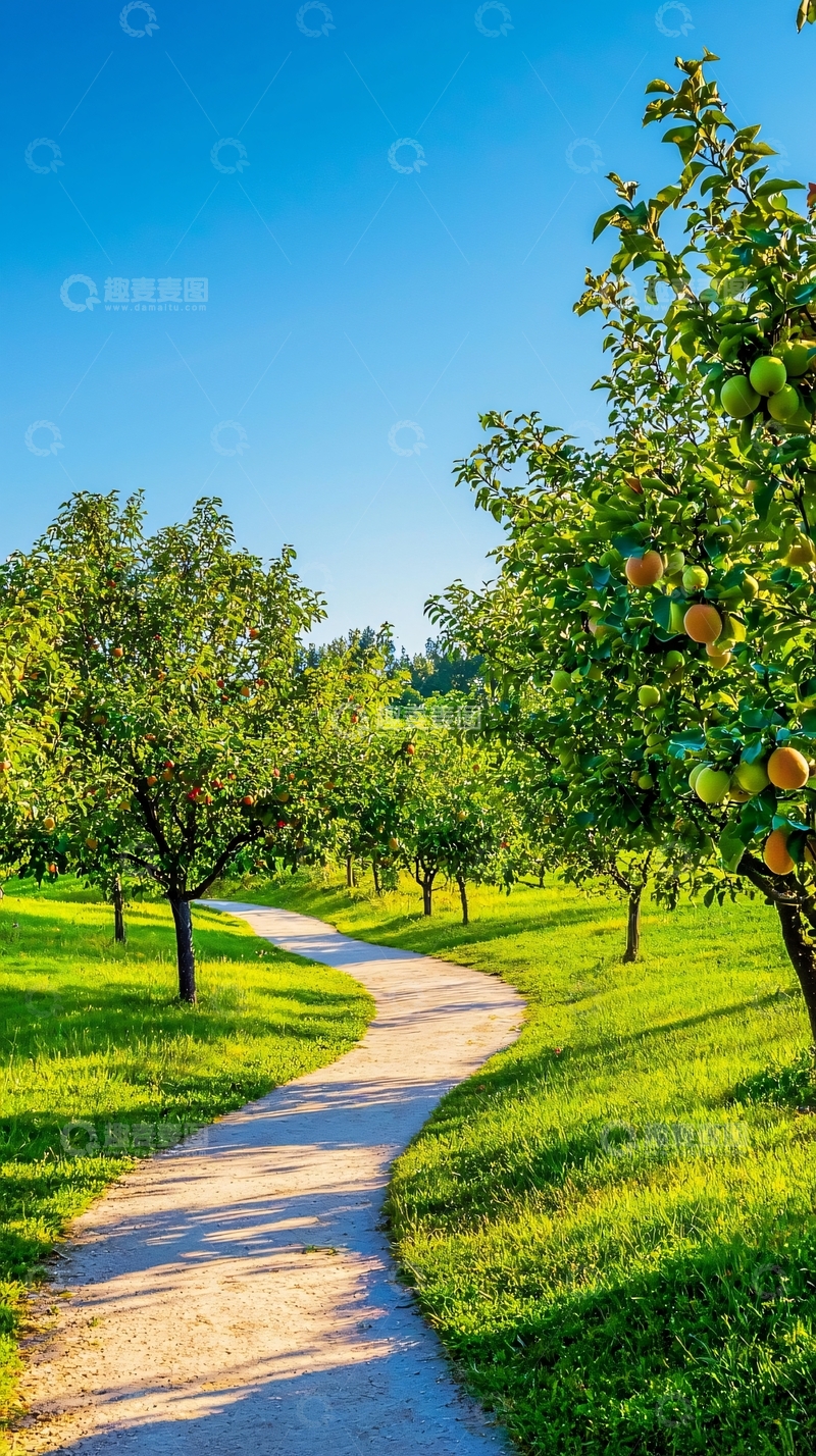 高清大图下载【趣麦麦图】阳光下蜿蜒小路苹果园