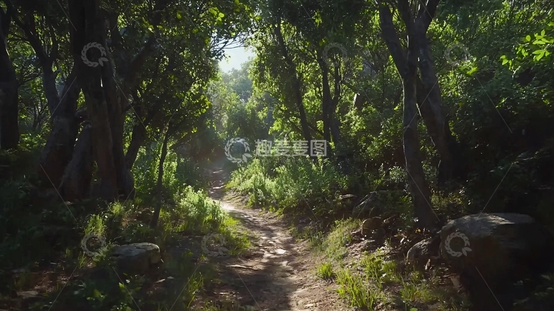 高清大图下载【趣麦麦图】阳光透过树林小路