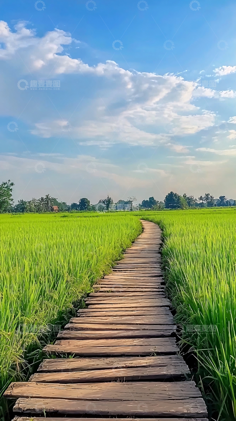 高清大图下载【趣麦麦图】稻田木栈道