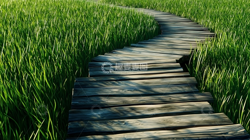 高清大图下载【趣麦麦图】绿油油稻田里的木板路