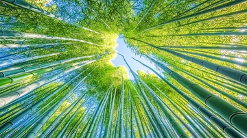 竹林仰视