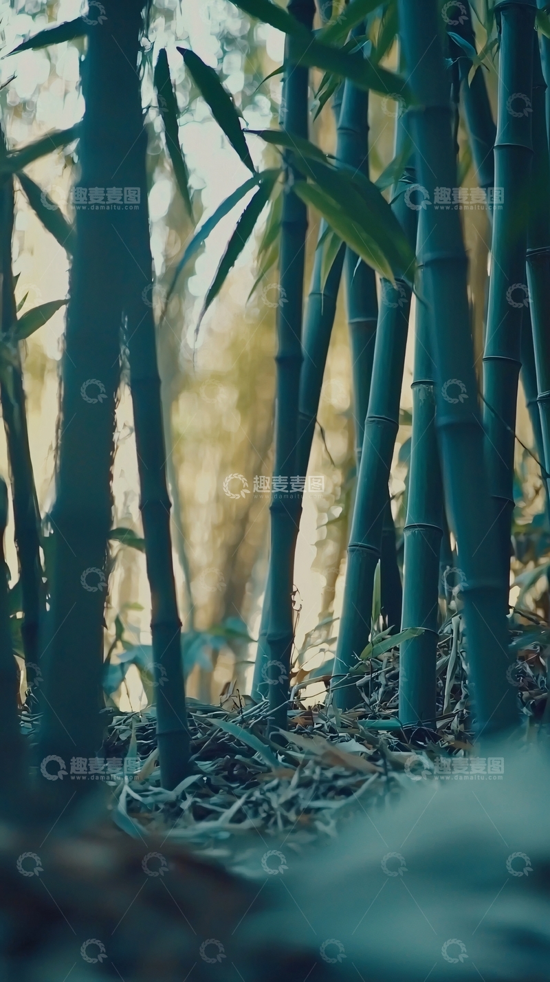高清大图下载【趣麦麦图】青翠竹林意境图片