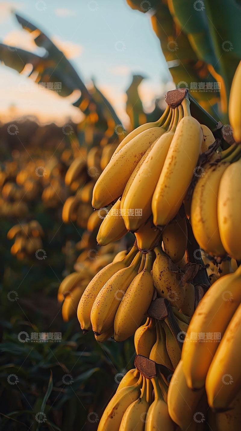 高清大图下载【趣麦麦图】香蕉田园夕阳
