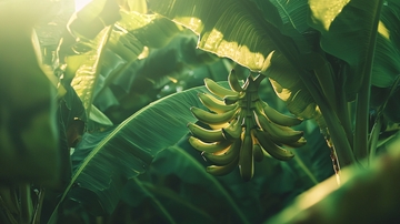 阳光透过香蕉树叶