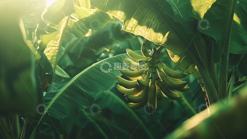高清大图下载【趣麦麦图】阳光透过香蕉树叶