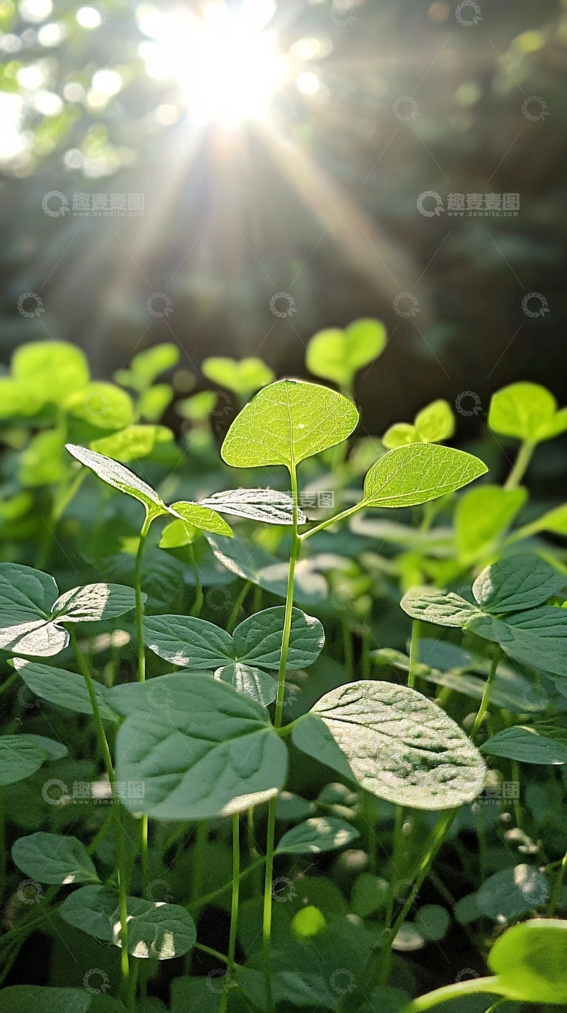 高清大图下载【趣麦麦图】阳光透过树叶照射在绿叶上