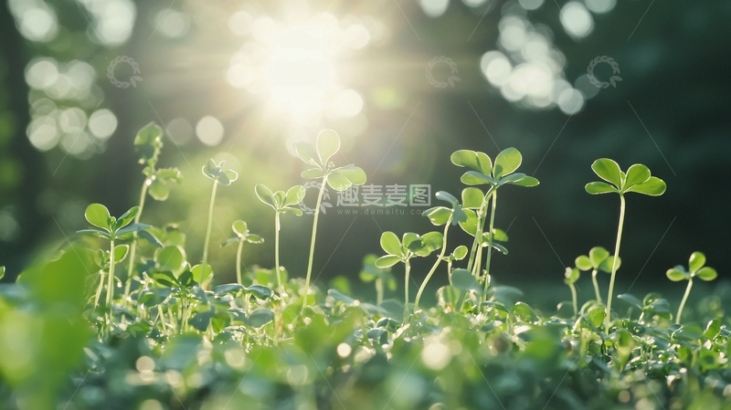 高清大图下载【趣麦麦图】阳光透过树林照射在嫩芽上