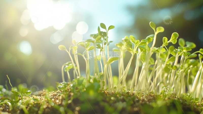 高清大图下载【趣麦麦图】阳光下茁壮成长的幼苗