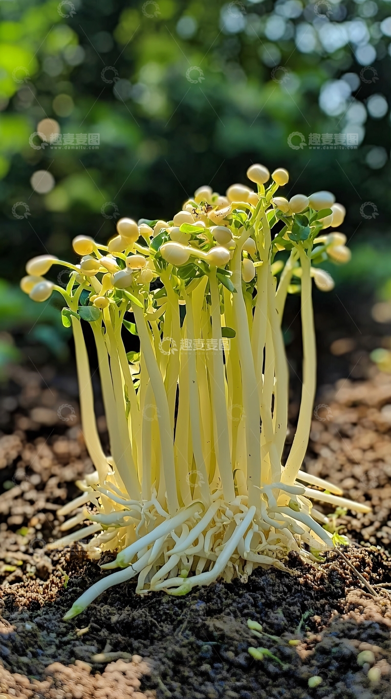 高清大图下载【趣麦麦图】-绿芽破土而出