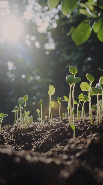 阳光下茁壮生长的幼苗