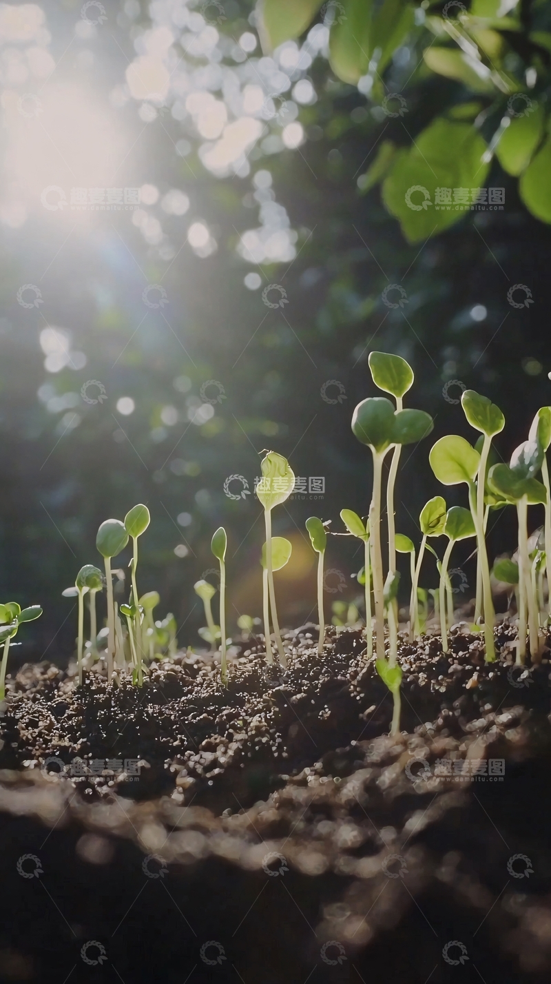 高清大图下载【趣麦麦图】阳光下茁壮生长的幼苗