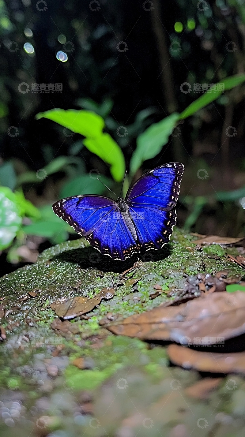 高清大图下载【趣麦麦图】蓝色蝴蝶