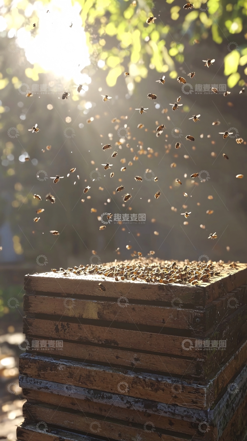 高清大图下载【趣麦麦图】阳光下飞舞的蜜蜂与蜂箱