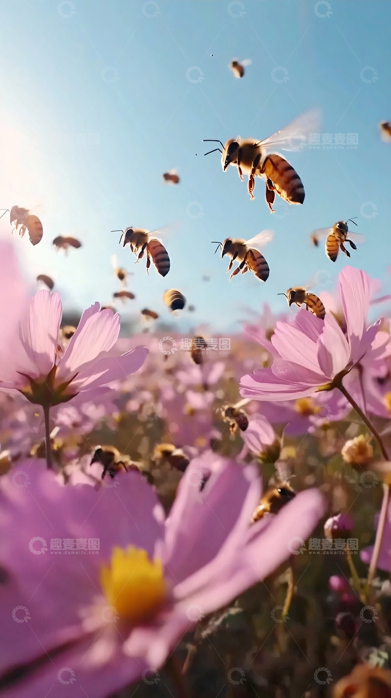 高清大图下载【趣麦麦图】蜜蜂飞舞在粉色花海