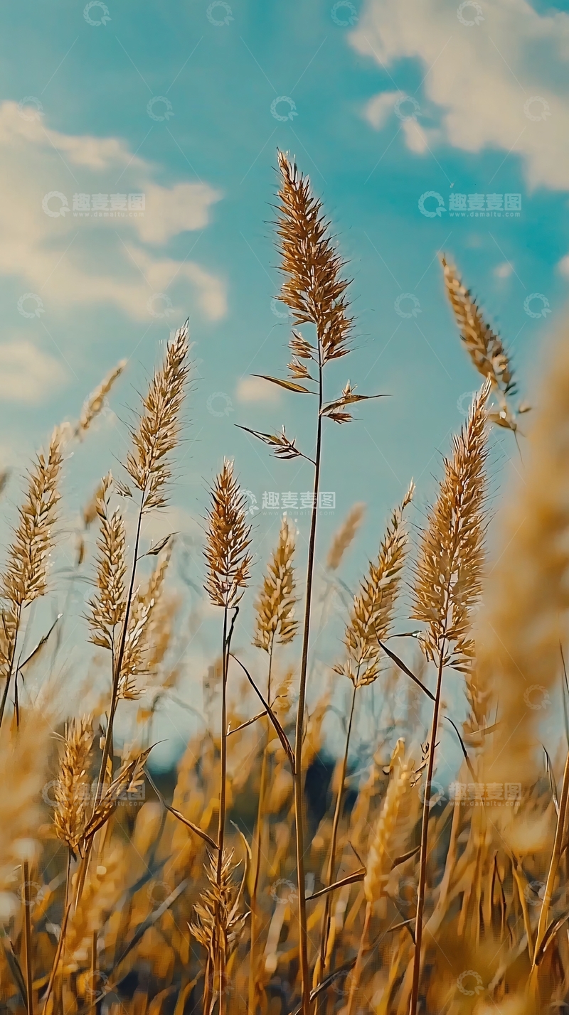 高清大图下载【趣麦麦图】秋日暖阳下的金色麦穗