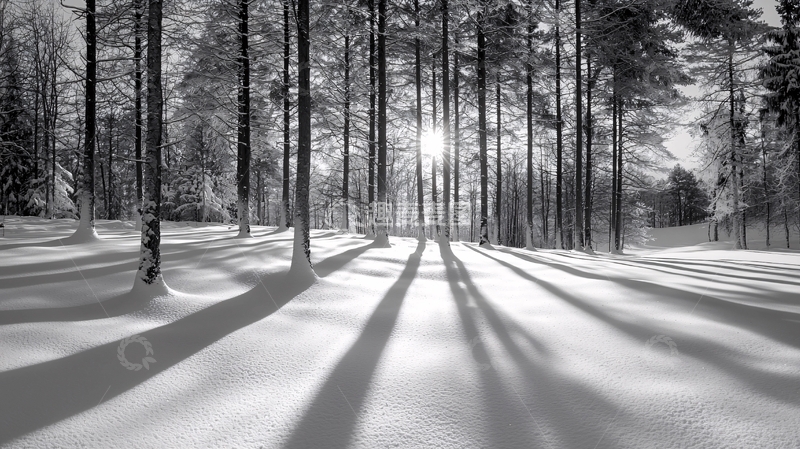 高清大图下载【趣麦麦图】黑白雪景森林
