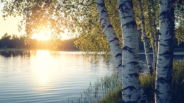 夕阳西下湖边白桦树