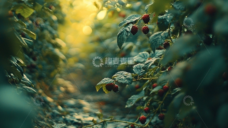 高清大图下载【趣麦麦图】阳光透过绿叶照射小浆果