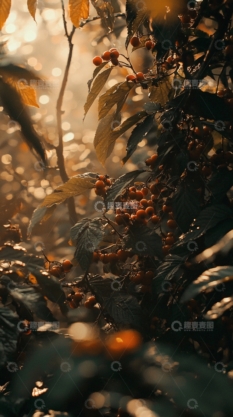 高清大图下载【趣麦麦图】阳光透过树叶的红色浆果