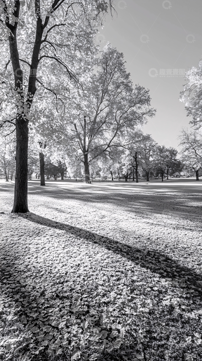 高清大图下载【趣麦麦图】黑白树林公园