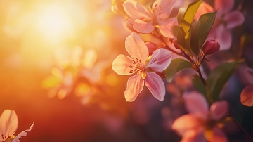 阳光下的粉色花朵