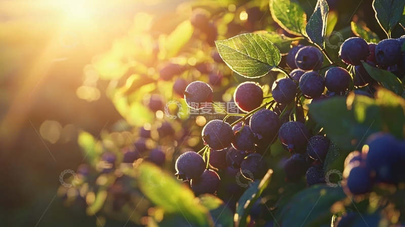 高清大图下载【趣麦麦图】阳光下的蓝莓果实