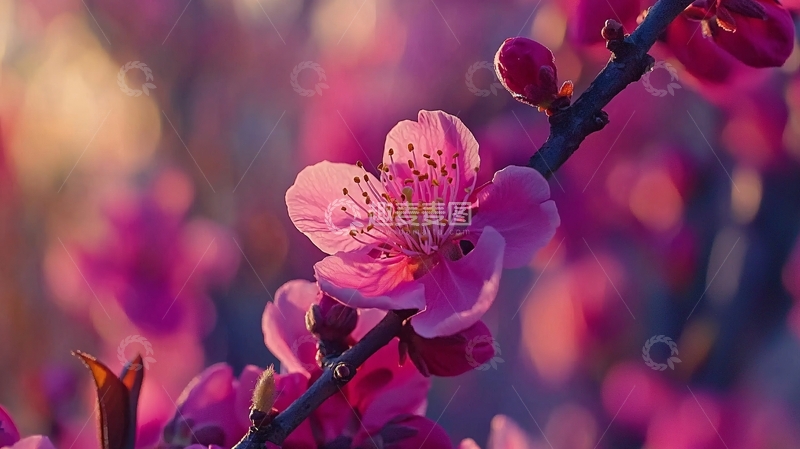 高清大图下载【趣麦麦图】粉红桃花枝头盛放