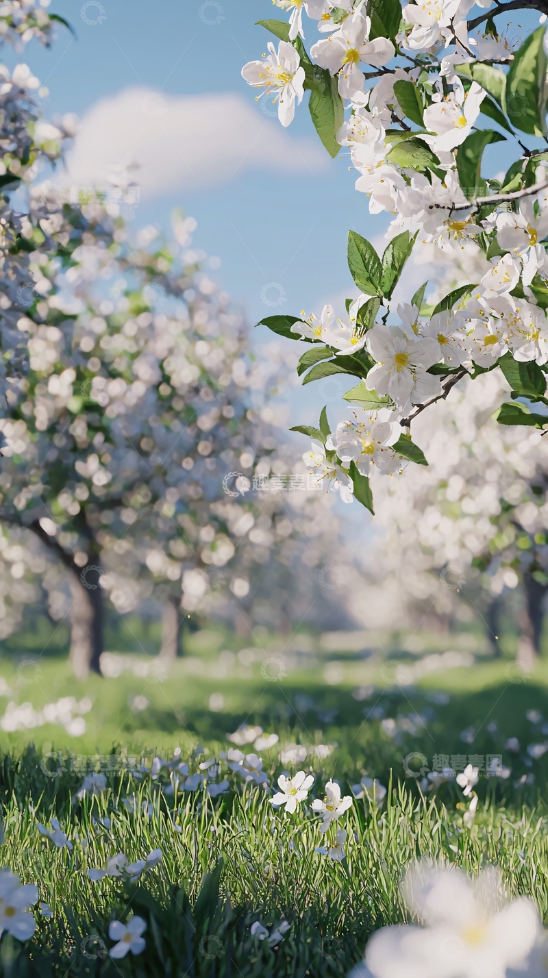 高清大图下载【趣麦麦图】春日苹果花田